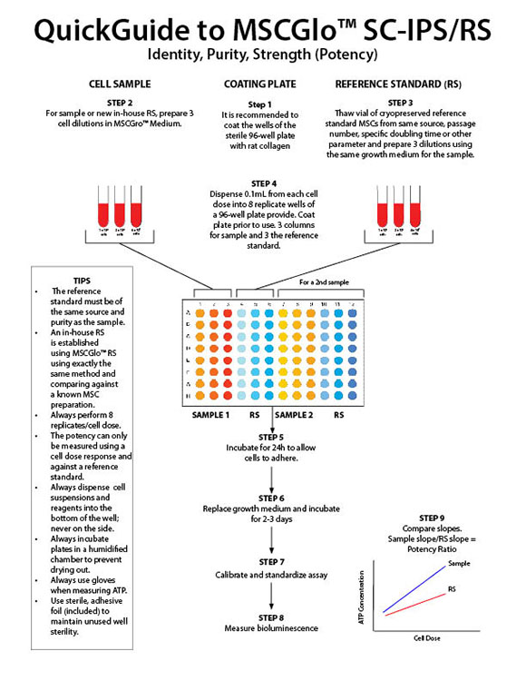 MSCGlo™ SC-IPS to Determine the Potency of Mesenchymal Stromal Cell (MSC)  Regenerative Medicine Product